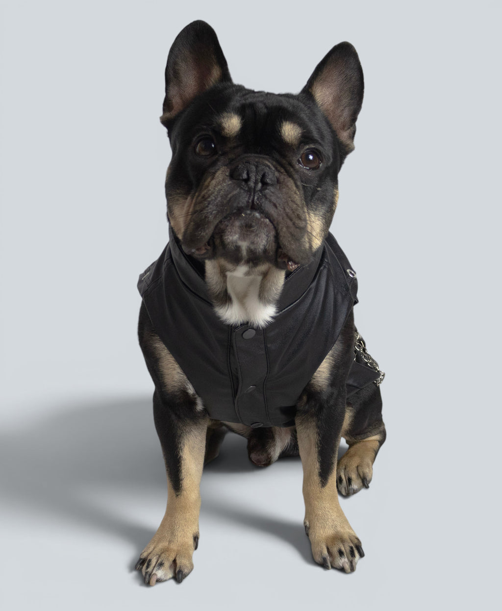 ROCKDOG BRONX