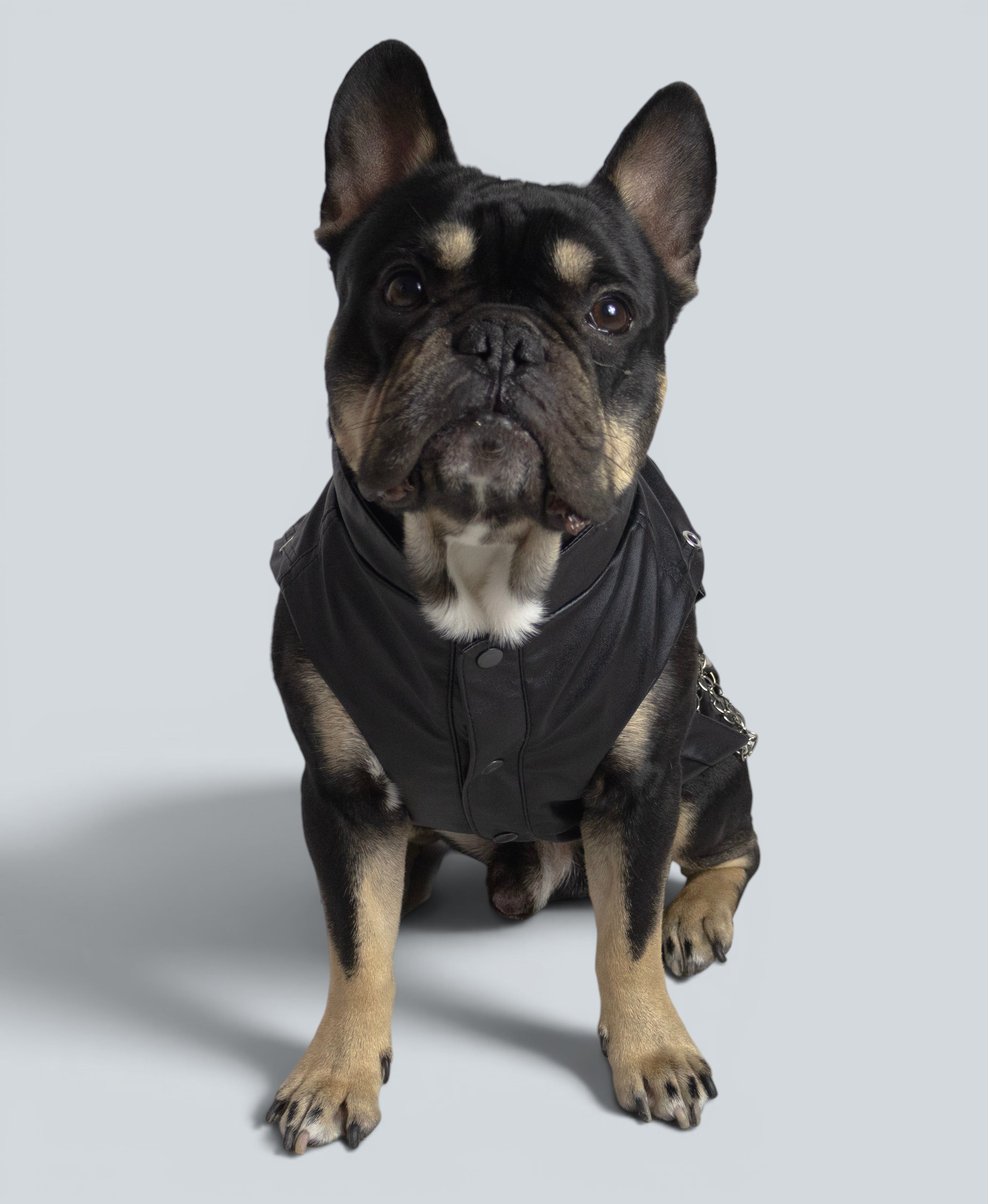 ROCKDOG BRONX