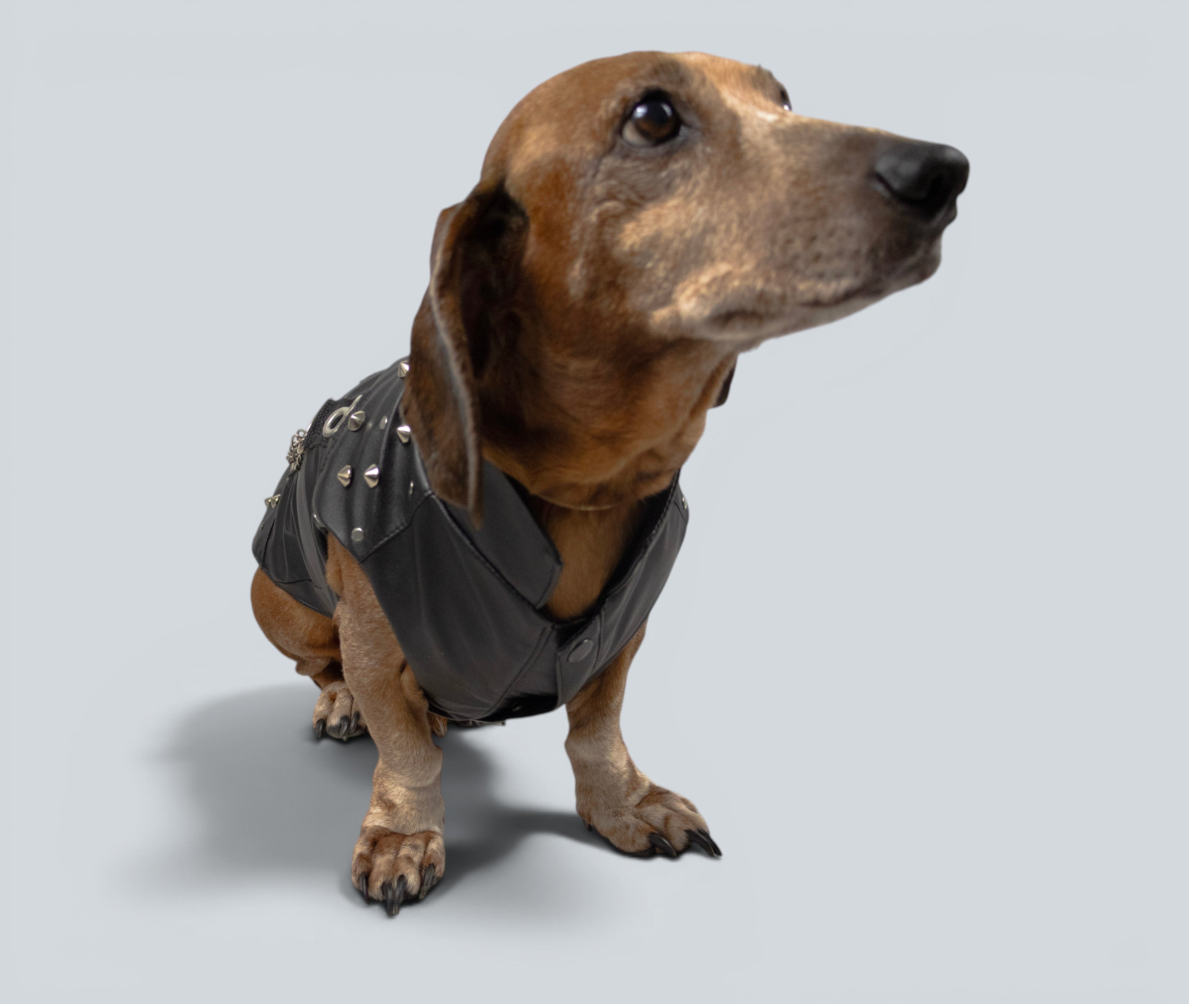 ROCKDOG DETROIT