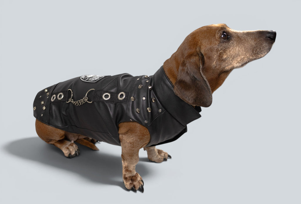 ROCKDOG DETROIT
