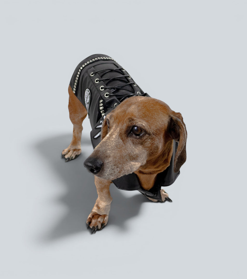 ROCKDOG SOHO