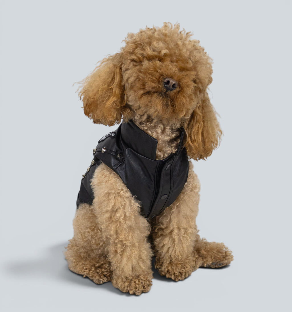 ROCKDOG CHELSEA