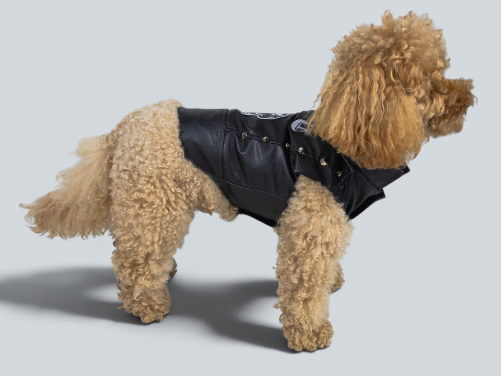 ROCKDOG CHELSEA
