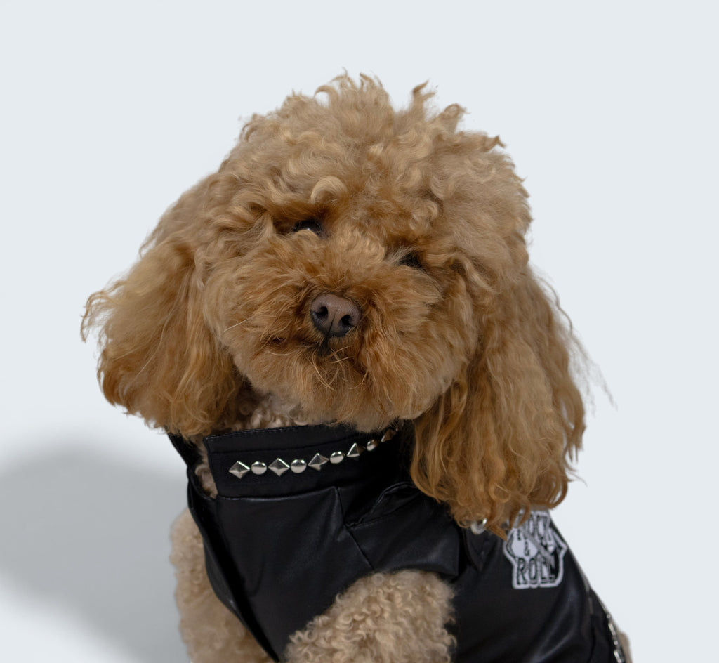 ROCKDOG EASTSIDE